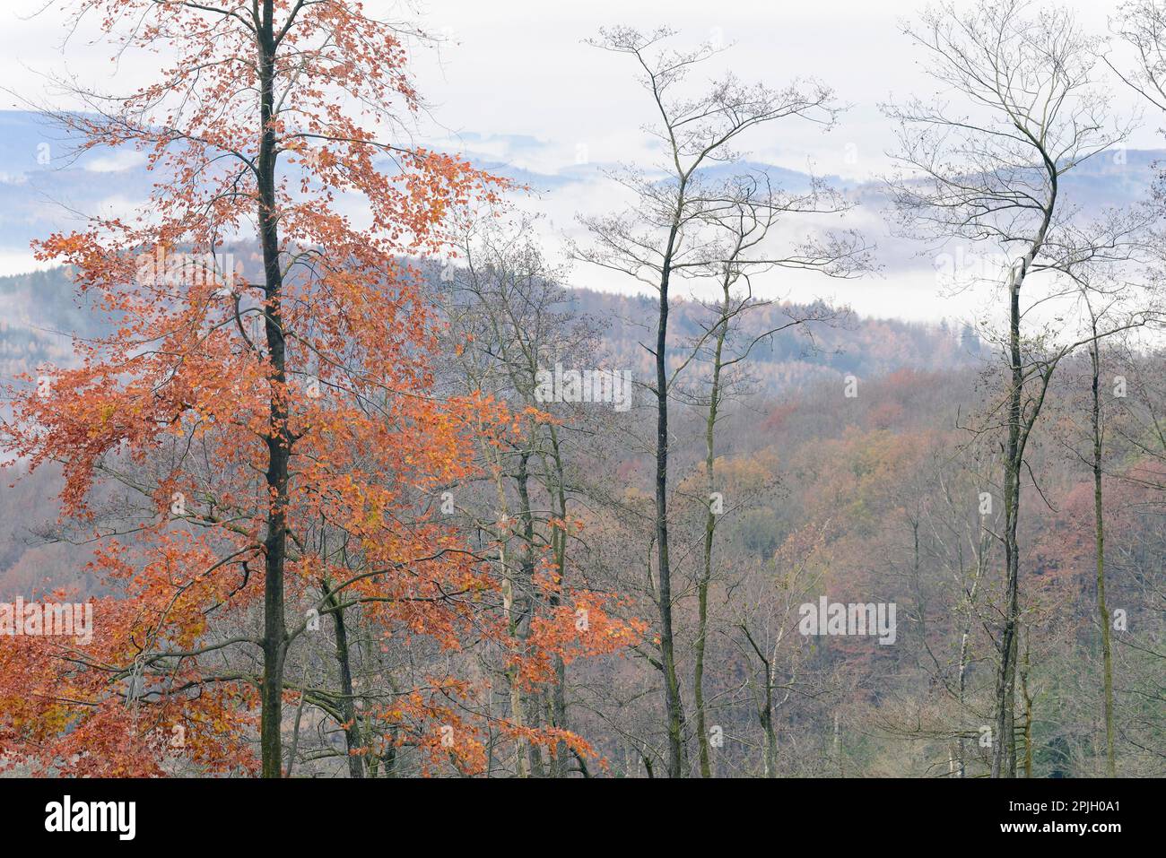 Der Nebel rollt über den herbstlichen gemischten Wald- und Berghöhen, Naturpark Arnsberg-Wald, Nordrhein-Westfalen, Deutschland Stockfoto