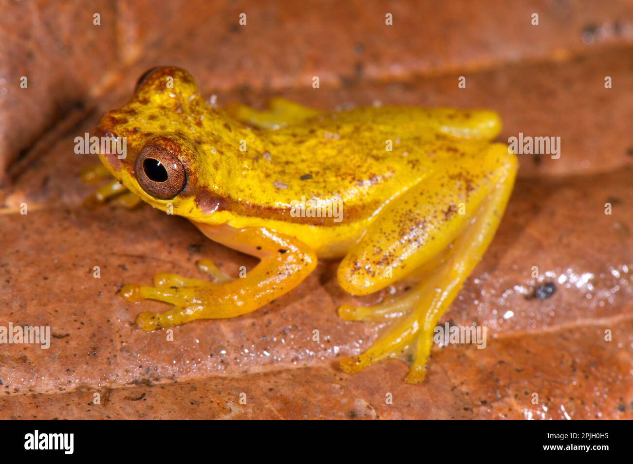 Roter Baumfrosch (Dendropsophus rhodopeplus), ausgewachsener Mann, in der nächtlichen Farbphase, sitzt auf Laubstreu, Los Amigos Biological Stockfoto