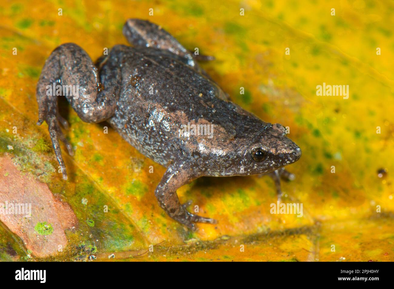 Chiasmocleis ventrimaculata Fotos und Bildmaterial in hoher Auflösung