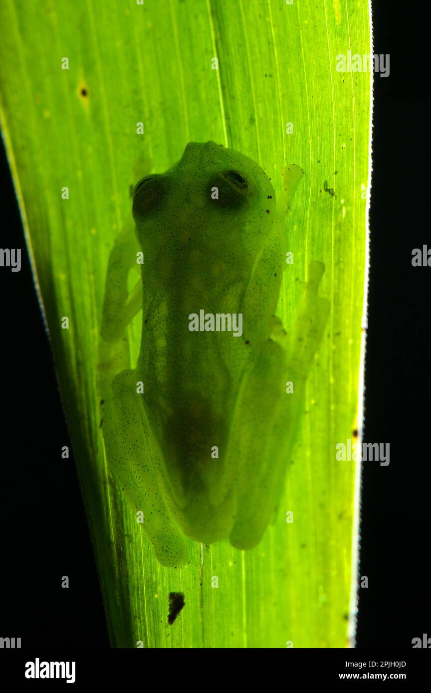 Glasfrosch, Glasfrosch, Amphibien, andere Tiere, Frösche, Tiere, Berger-Glasfrosch (Hyalinobatrachium bergeri), männlich ausgewachsener Mann, der sich an der Unterseite festhält Stockfoto