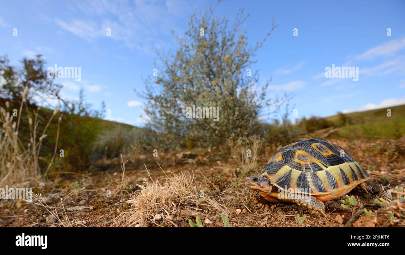 Angulierende Schildkröte (Chersina angulata), Erwachsener, Spaziergang auf trockenem Boden, Addo Elephant N. P. Eastern Cape, Südafrika Stockfoto