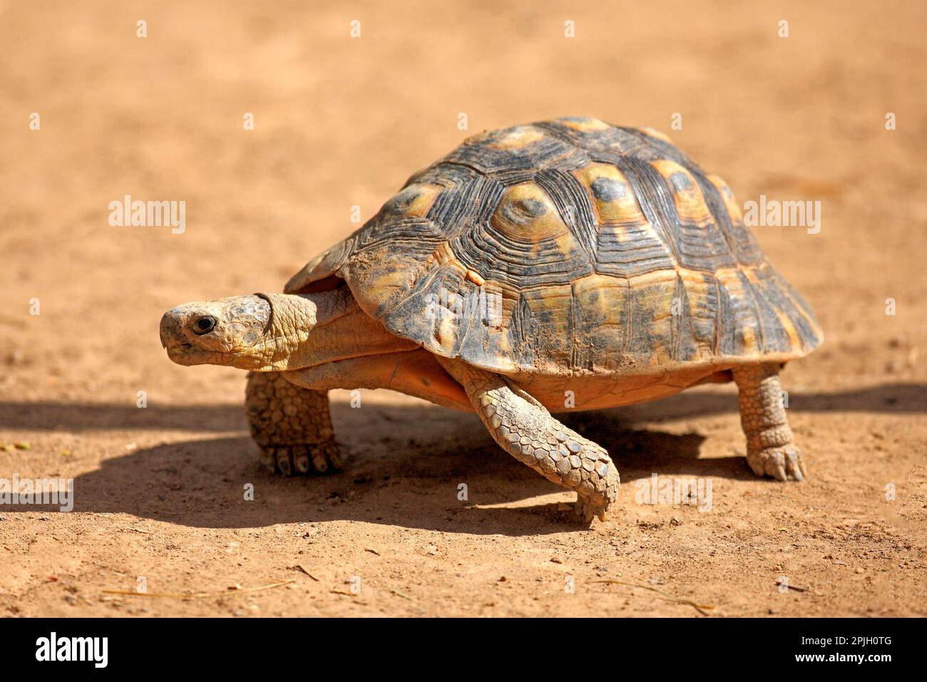 Angulierende Schildkröte (Chersina angulata), Erwachsener, Spaziergang auf trockenem Boden, Addo Elephant N. P. Eastern Cape, Südafrika Stockfoto