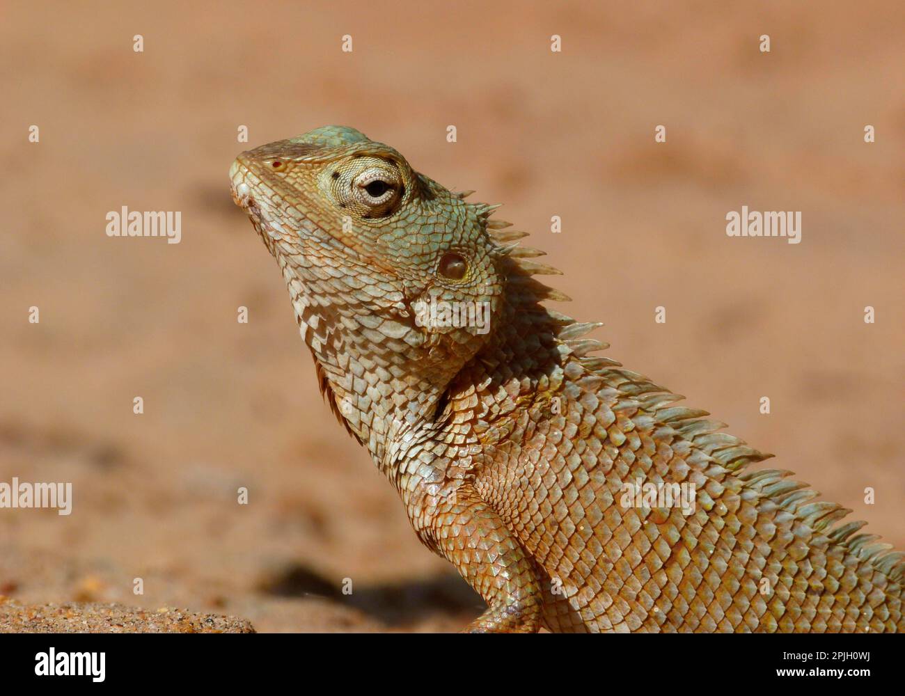 Blutsauger (Agama), orientalische Gartenechsen (Calotes versicolor), Indische Schönheitsechse, Indische Schönheitsechsen, Agamas, andere Tiere, Reptilien Stockfoto