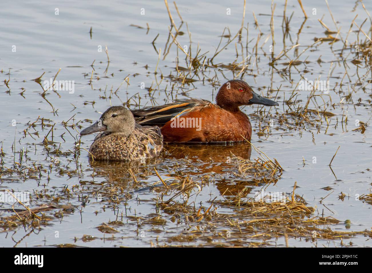 Dieses Paar Cinnamon Teal saß in einem Feuchtgebiet in einem New Mexico Wildlife Refuge. Stockfoto