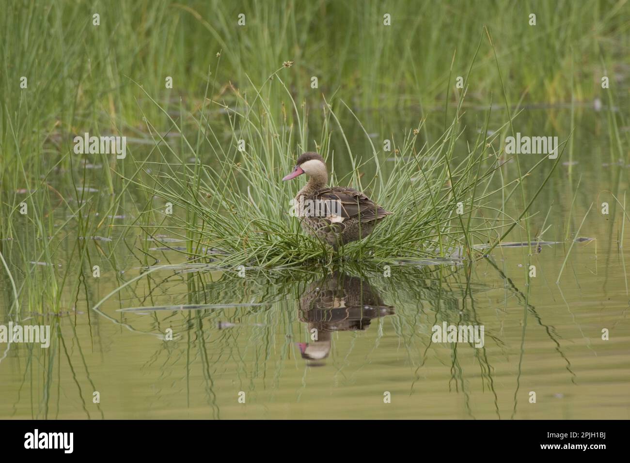 Rotbuckelente, Rotbuckelteulen (Anas erythrorhyncha), Enten, Gänsevögel, Tiere, Vögel, Red-Billed Duck, Ngorongoro-Krater, Tansania, L.A. Stockfoto