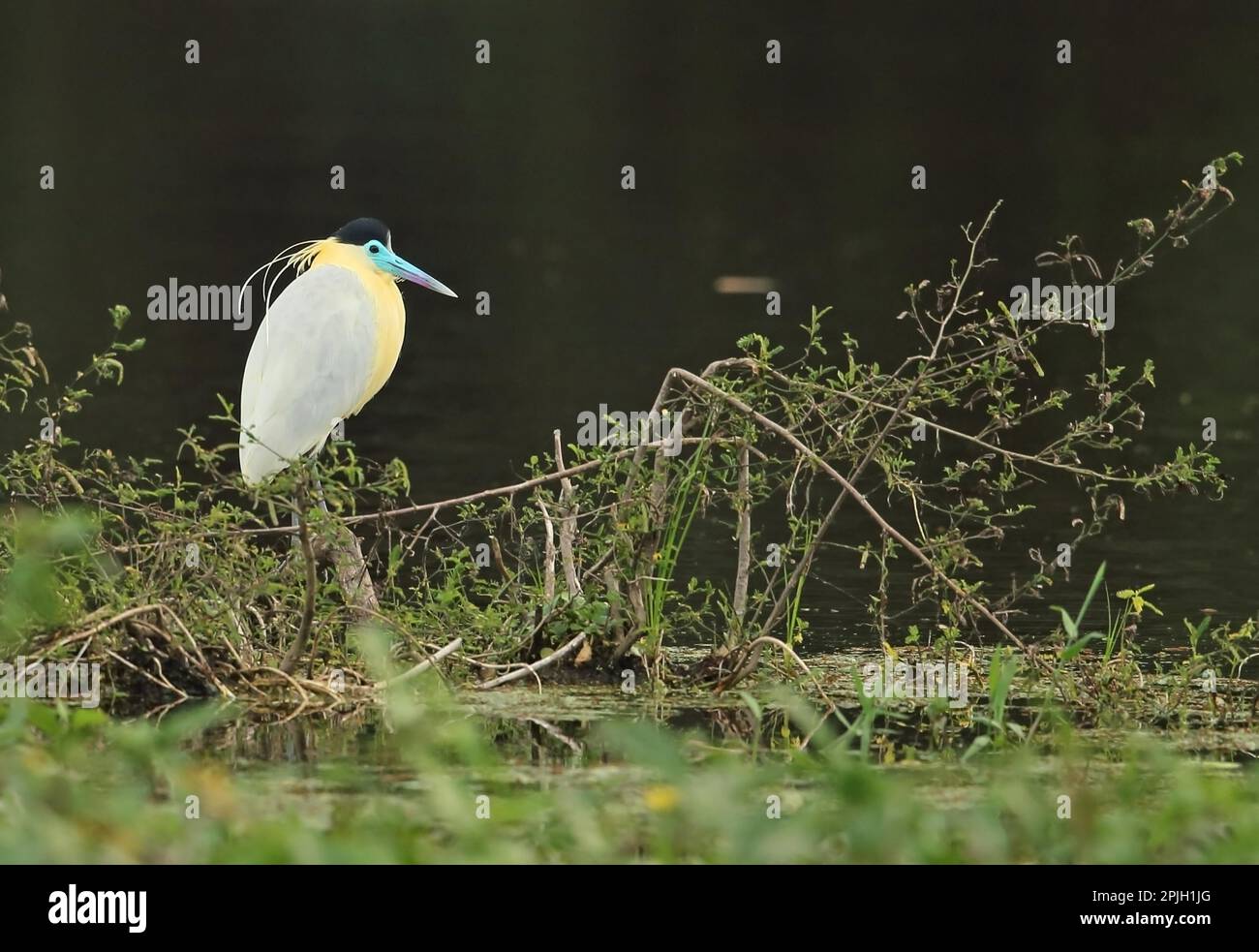 Kappenreiher (Pilherodius pileatus), Erwachsener, auf einem Ast am Rand des Wassers, Atlantischer Regenwald, Reserva Ecologica de Guapi Assu, Rio de Janeiro Stockfoto