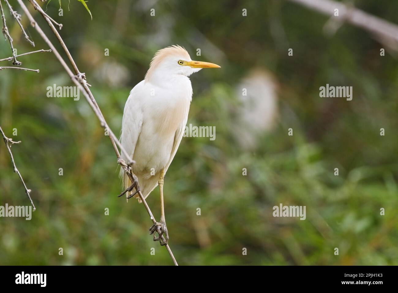 WESTERN Cattle Egret (Bubulcus ibis ibis ibis), Erwachsener, Zuchthupfer, auf einem Ast, Costa Rica Stockfoto WESTERN Cattle Egret (Bubulcus ibis ibis ibis), Erwachsener, Zuchthupfer, auf einem Ast, Costa Rica Stockfoto