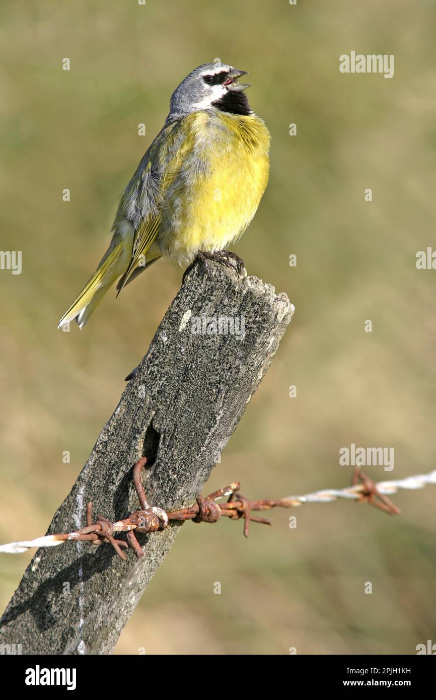 Schwarzkehlkopf-Finch, Singvögel, Tiere, Vögel, Finken, Schwarzkehlkopf-Finch (Melanodera melanodera), männlicher Gesang, hoch oben auf Zaunpfahl, Sea Stockfoto