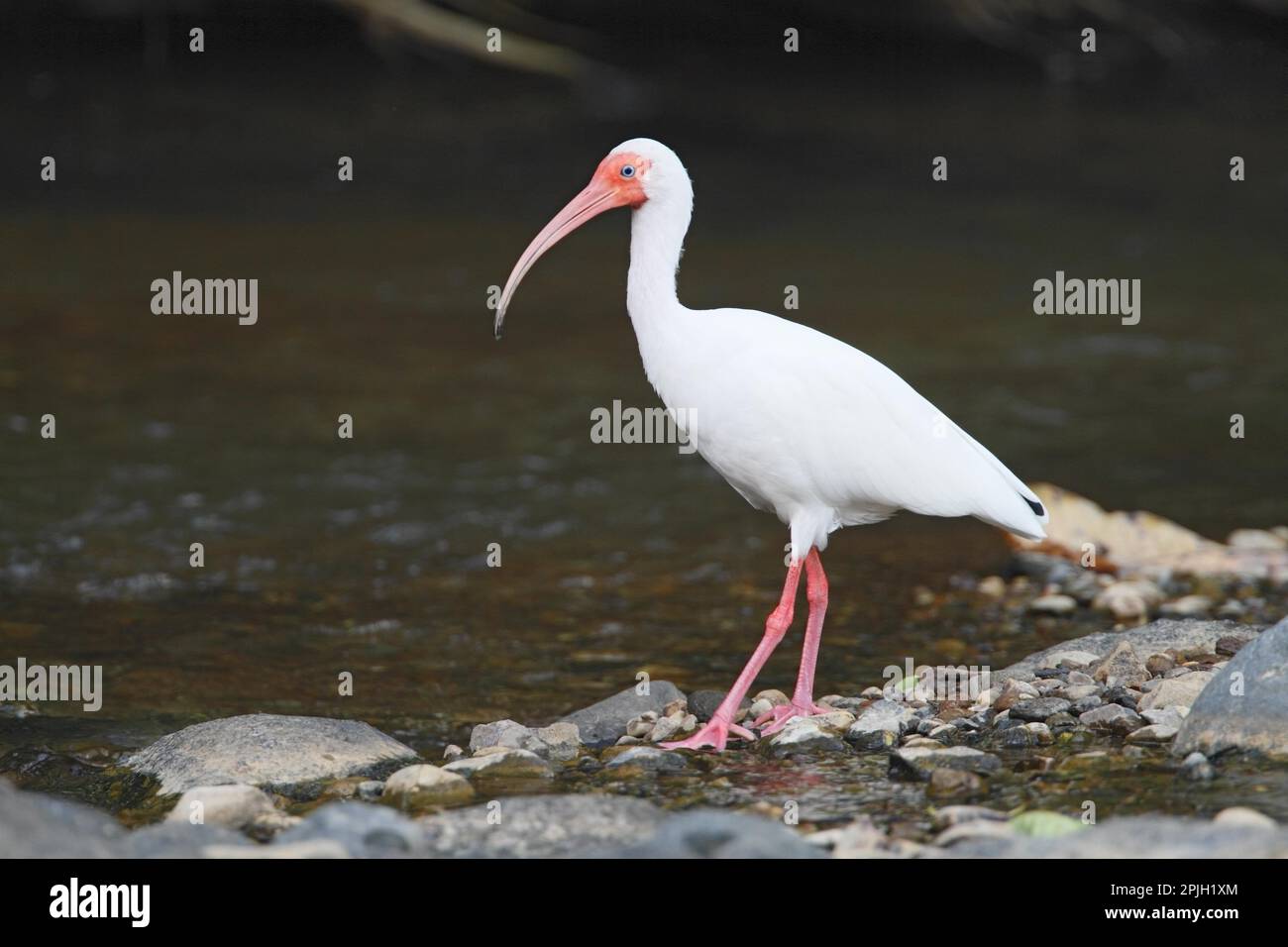 Amerikanischer weißer amerikanischer Ibis (Eudocimus albus), Erwachsener, am Flussufer, Costa Rica Stockfoto Amerikanischer weißer amerikanischer Ibis (Eudocimus albus), Erwachsener, am Flussufer, Costa Rica Stockfoto