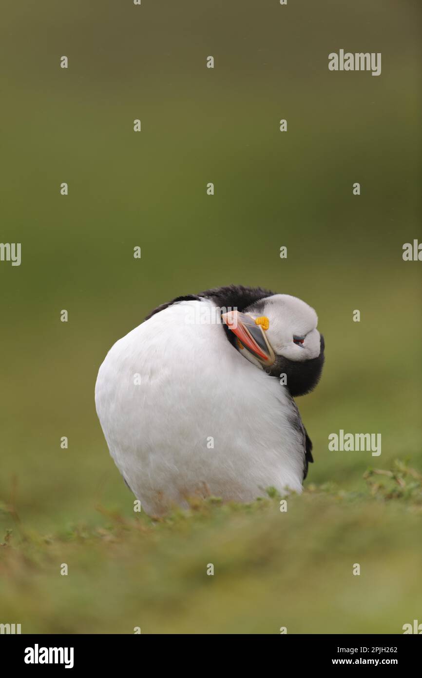 Puffin (Fratercula arctica), Erwachsener, Zucht Gefieder, Zuchthühner, Stehen auf Klippen, Skokholm Island, Pembrokeshire, Wales, Vereinigtes Königreich Stockfoto