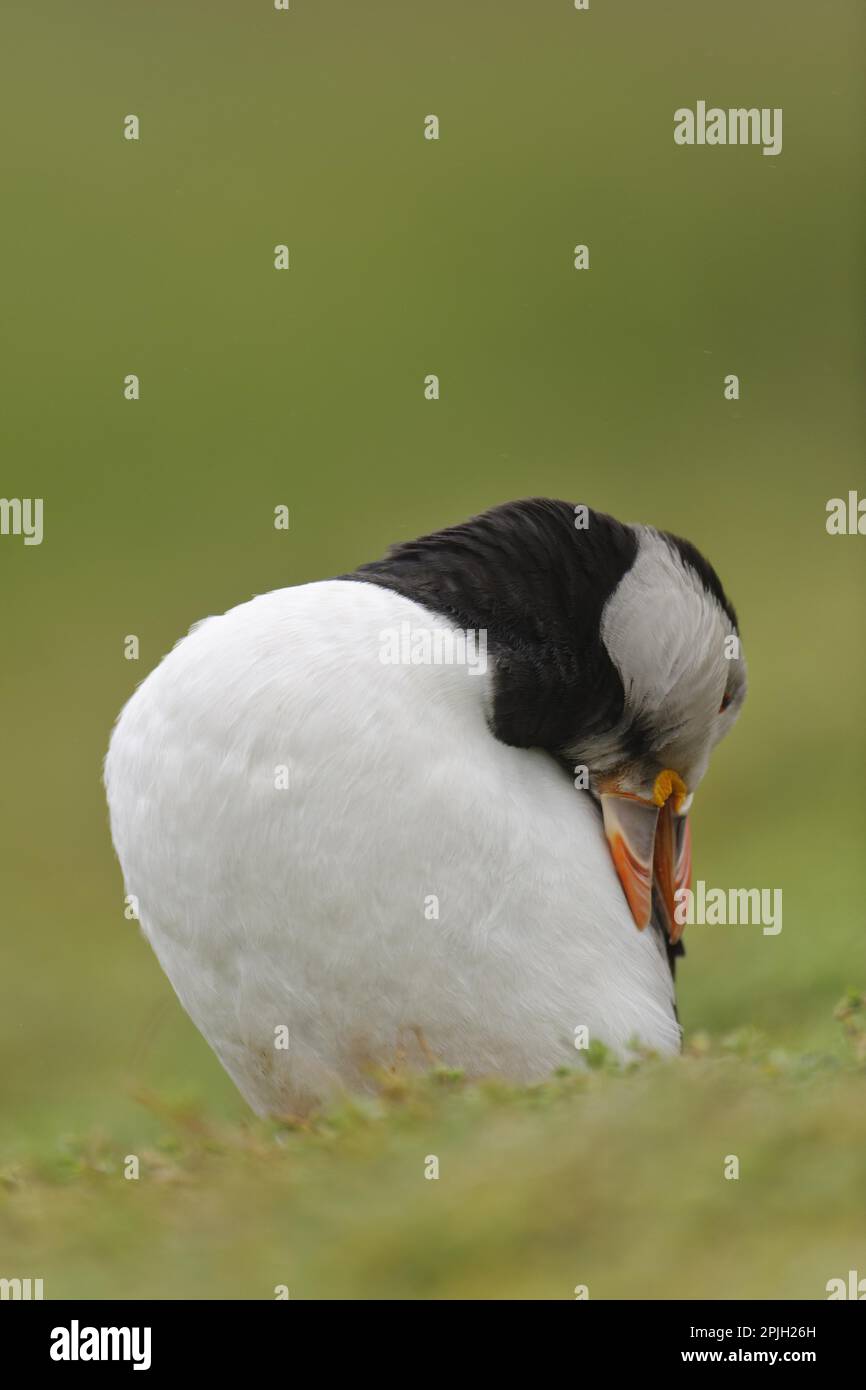 Puffin (Fratercula arctica), Erwachsener, Zucht Gefieder, Zuchthühner, Stehen auf Klippen, Skokholm Island, Pembrokeshire, Wales, Vereinigtes Königreich Stockfoto