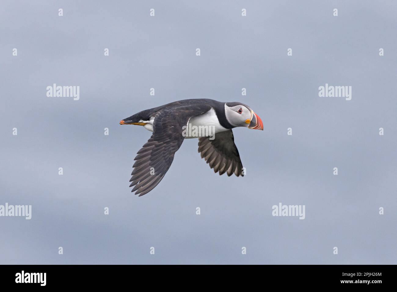 Puffin (Fratercula arctica), Erwachsener, Zuchtfeder, im Flug, Noss, Shetland-Inseln, Schottland, Vereinigtes Königreich Stockfoto