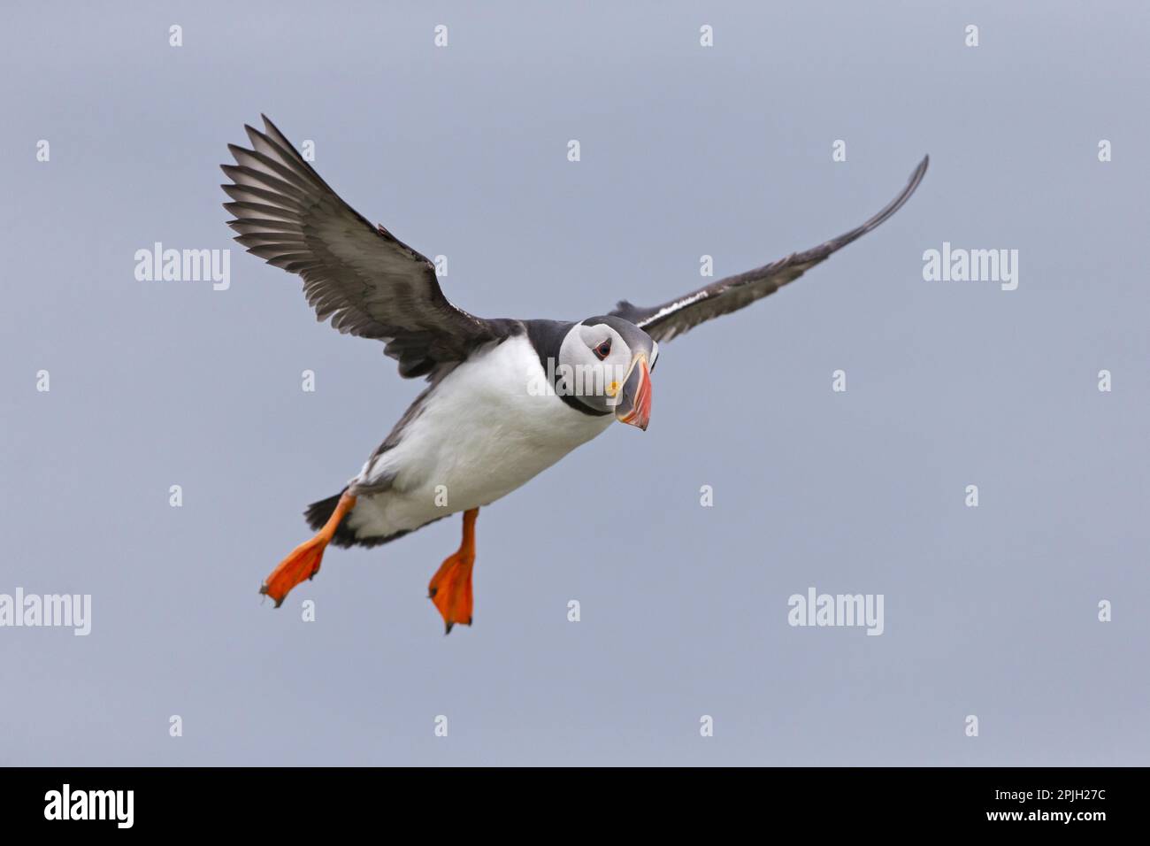 Puffin (Fratercula arctica), Erwachsener, Zuchtfeder, im Flug, Noss, Shetland-Inseln, Schottland, Vereinigtes Königreich Stockfoto
