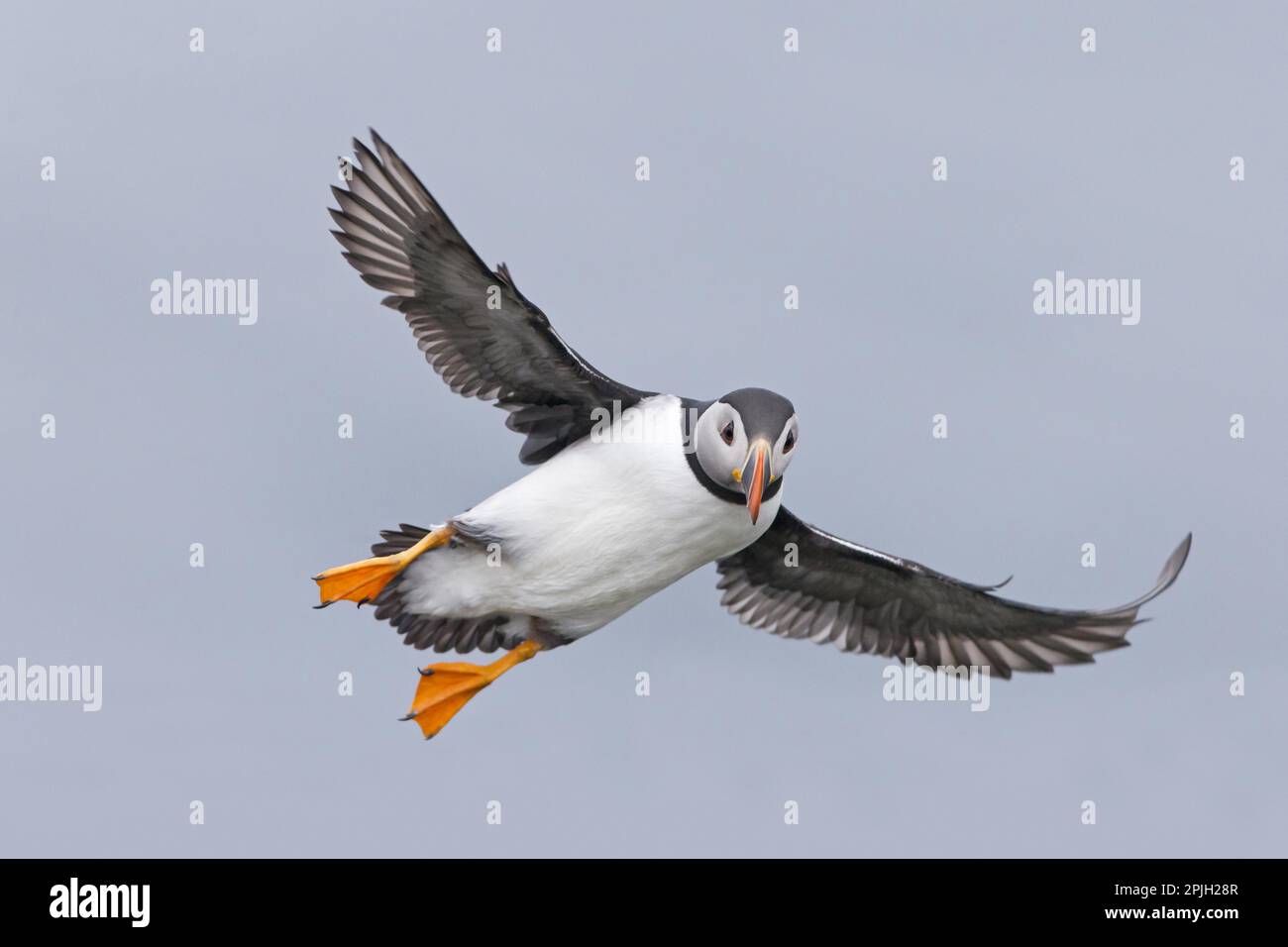 Puffin (Fratercula arctica), Erwachsener, Zuchtfeder, im Flug, Noss, Shetland-Inseln, Schottland, Vereinigtes Königreich Stockfoto