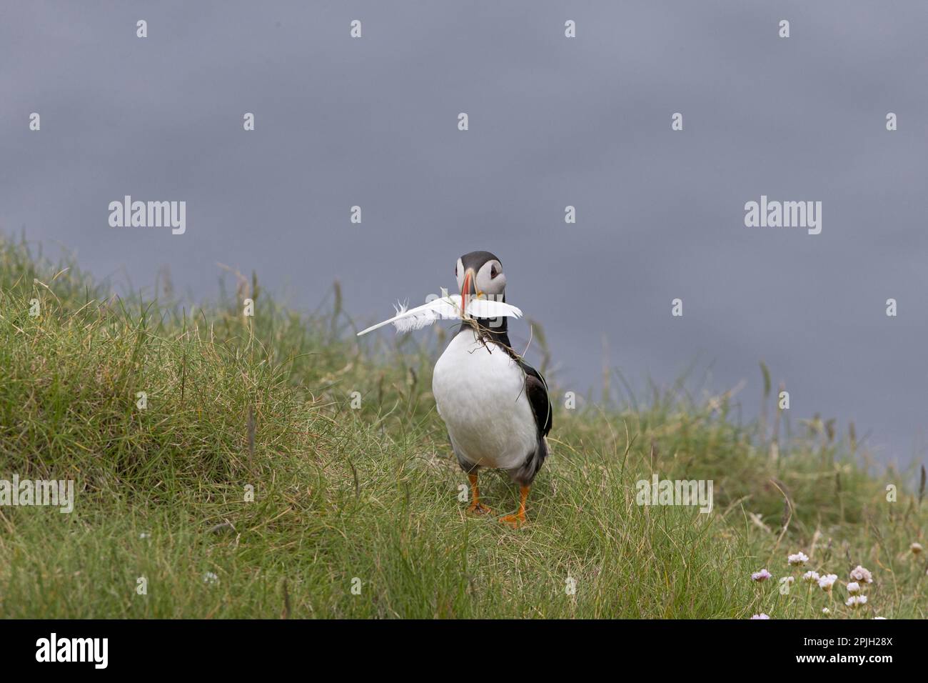 Atlantischer Puffin (Fratercula arctica), ausgewachsen, Zuchthupfer, mit Feder im Schnabel als Nestmaterial, auf einer Klippe, Shetland-Inseln Stockfoto
