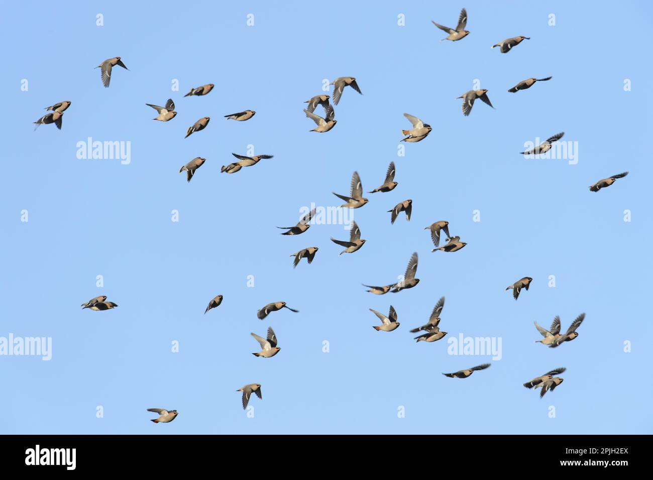 Waxwing, Böhmische Waxwing Herde, im Flug, Lichfield, Staffordshire, England, November, Singvögel, Tiere, Vögel Stockfoto
