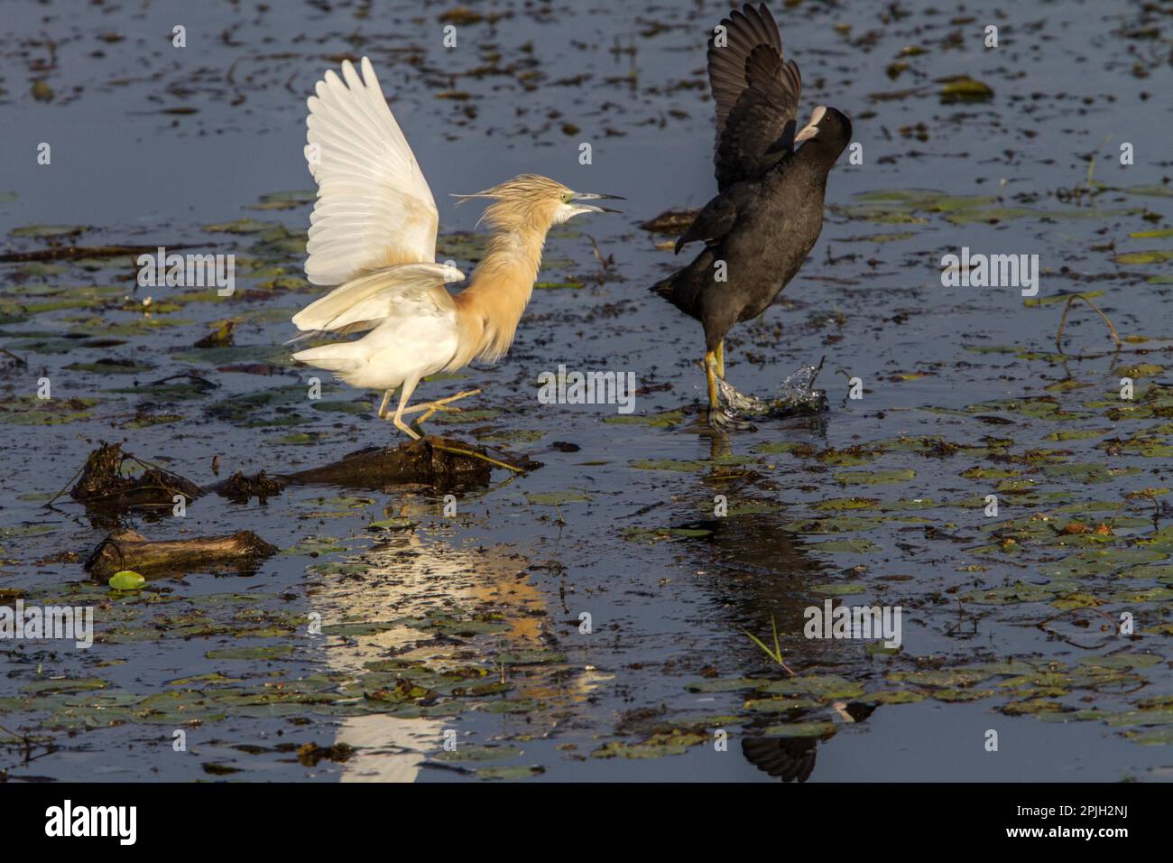 Aggression zwischen Squacco Heron und Eurasian Coot Stockfoto