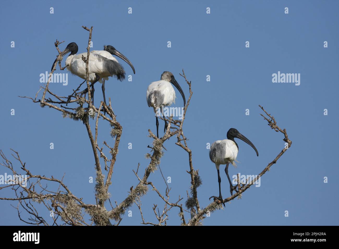 Schwarzer Ibis, schwarzer Ibis, schwarzer Ibis, Tiere, Vögel, Schwarzer Ibis im Baum, Sri Lanka Stockfoto