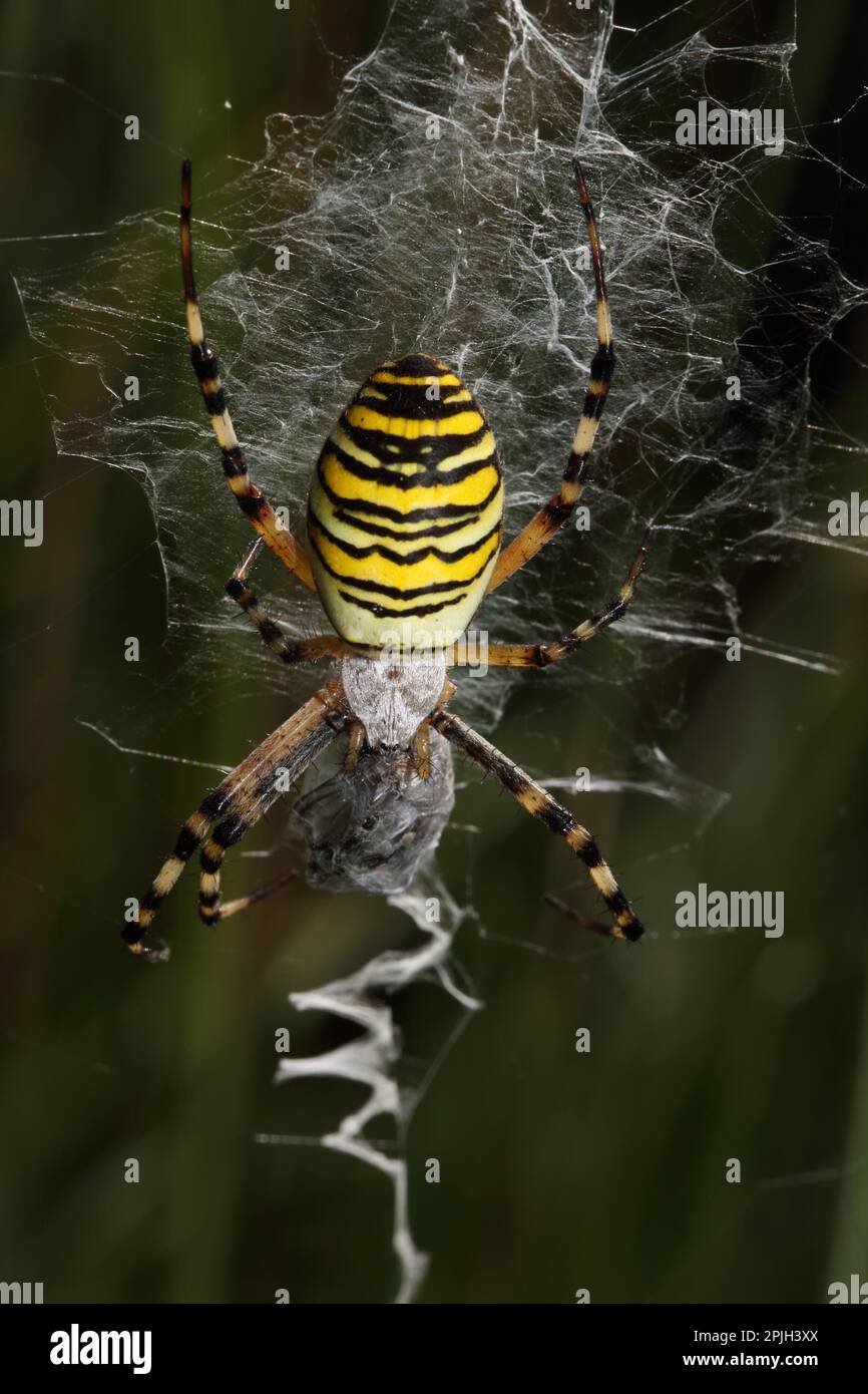 Wasp Spider (Argiope Bruennichi) Stockfoto