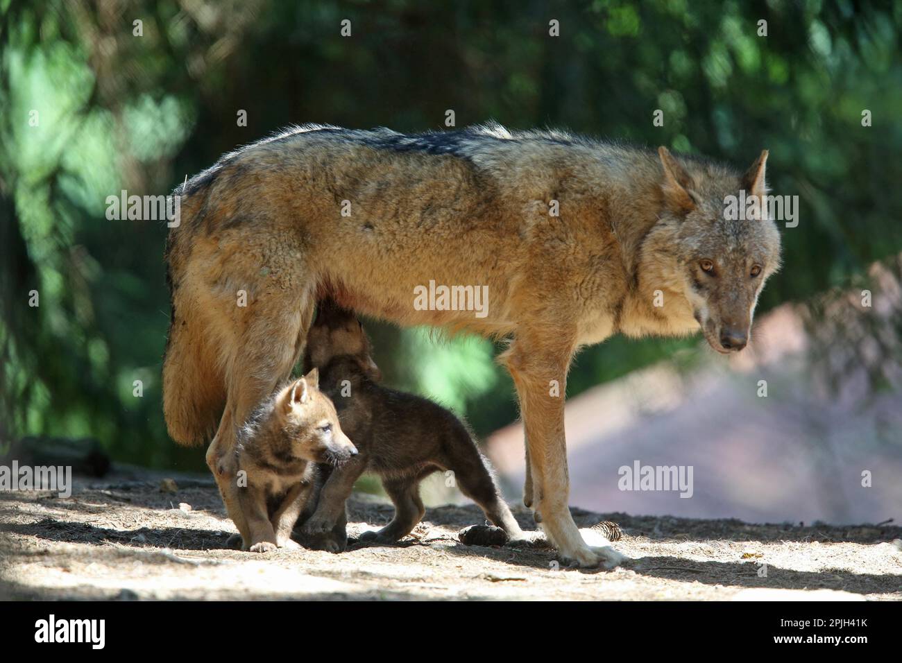 Graue Wölfe (Canis Lupus), Wölfe und Jungen Stockfoto