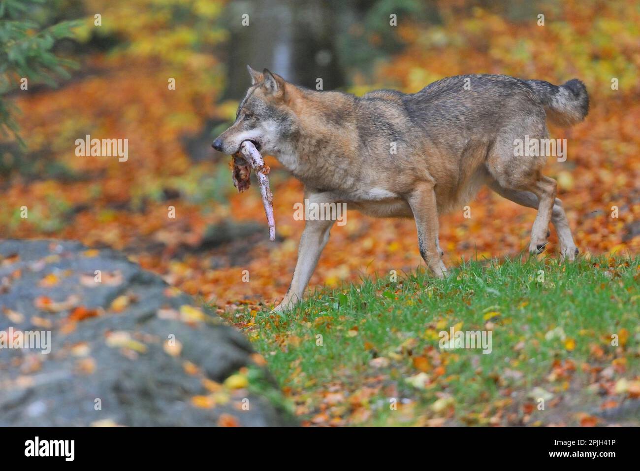 Graue Wolf (Canis Lupus) Stockfoto