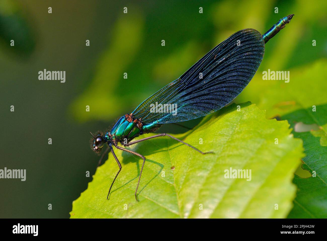 Gebänderten Prachtlibelle (Calopteryx Splendens) Stockfoto