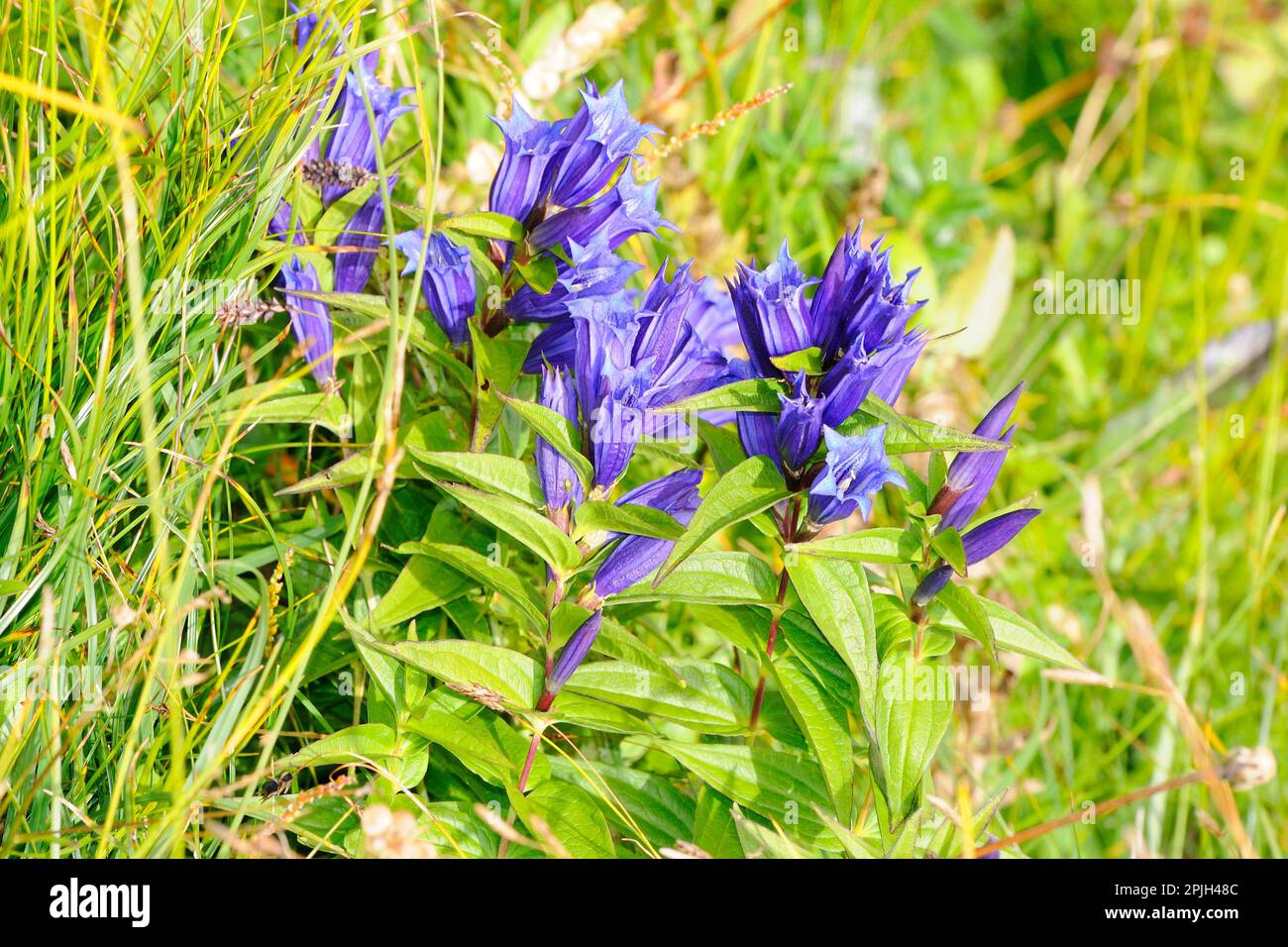 Willow-Enzian (Gentiana Asclepiadea) Stockfoto