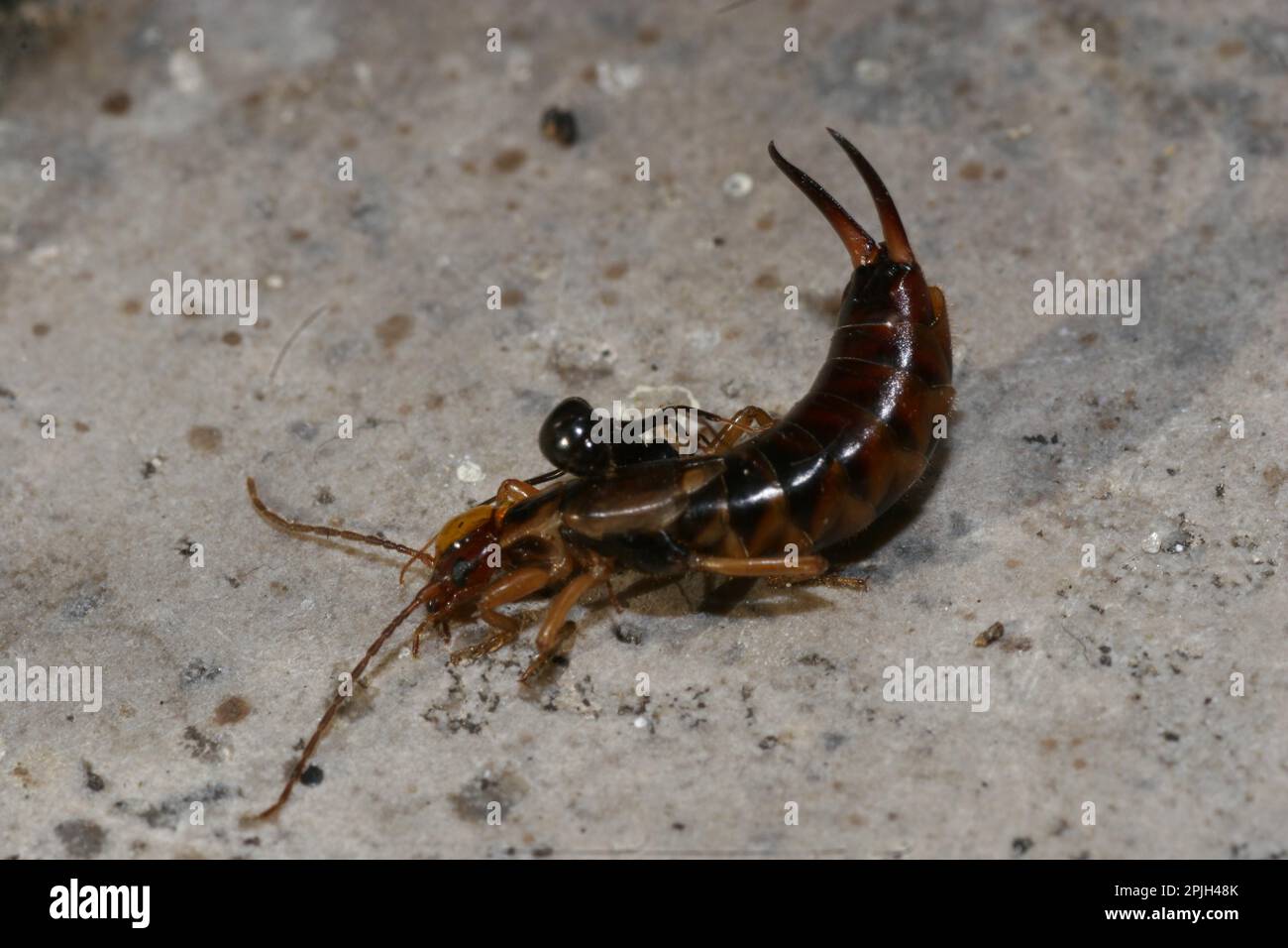 Gemeinsamen Ohrwurm (Forficula Auricularia) Stockfoto