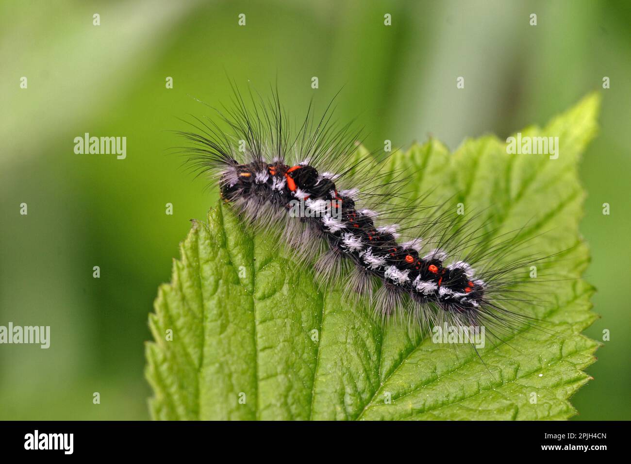 Gelbschwanzmotte, Raupe Stockfoto
