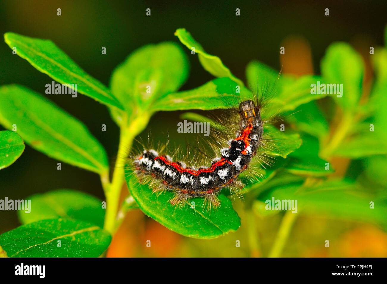 Gelbschwanzmotte, Raupe Stockfoto
