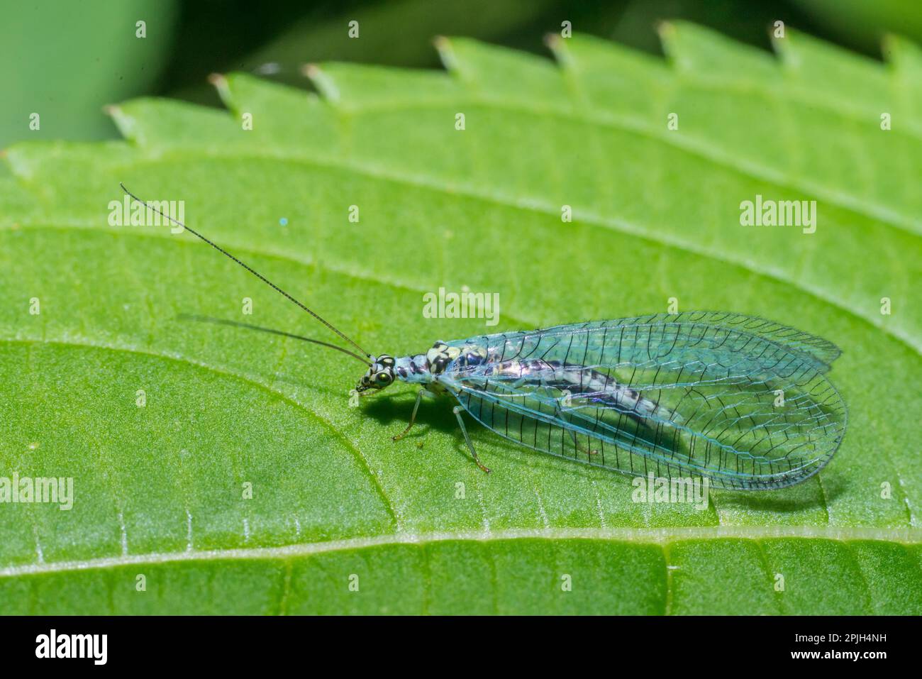 Grüne Florfliege Stockfoto