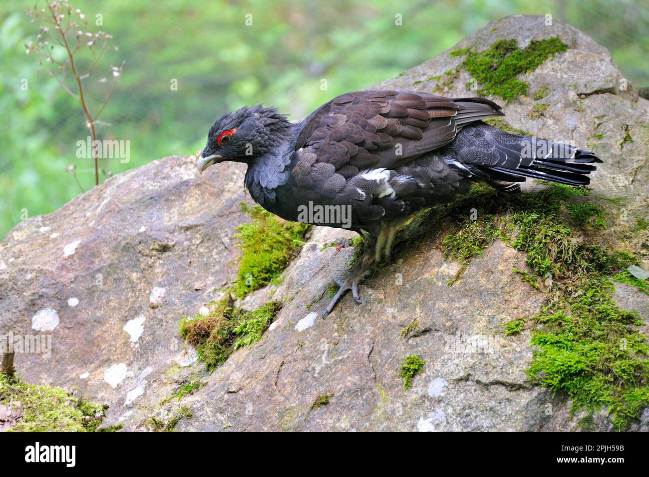 Auerhahn Stockfoto