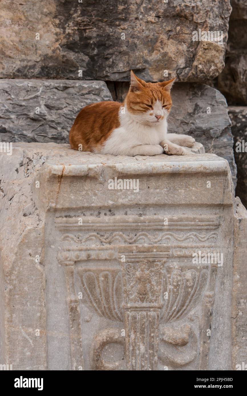 Hauskatze, Ephesus, Türkei Stockfoto