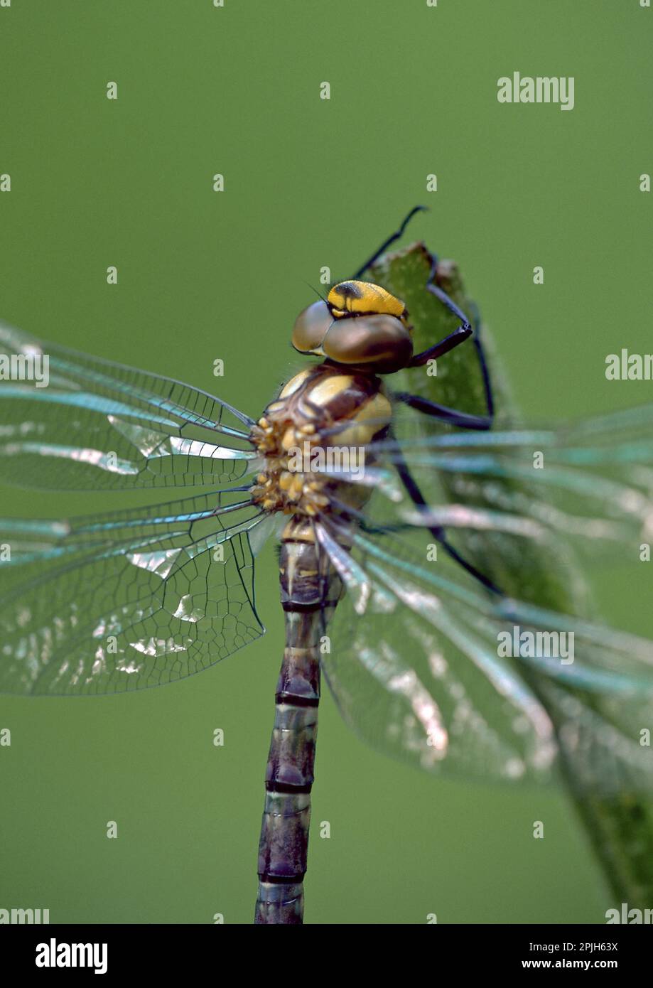 Frisch geschlüpftes blaugrünes Mosaik Damselfly Stockfoto