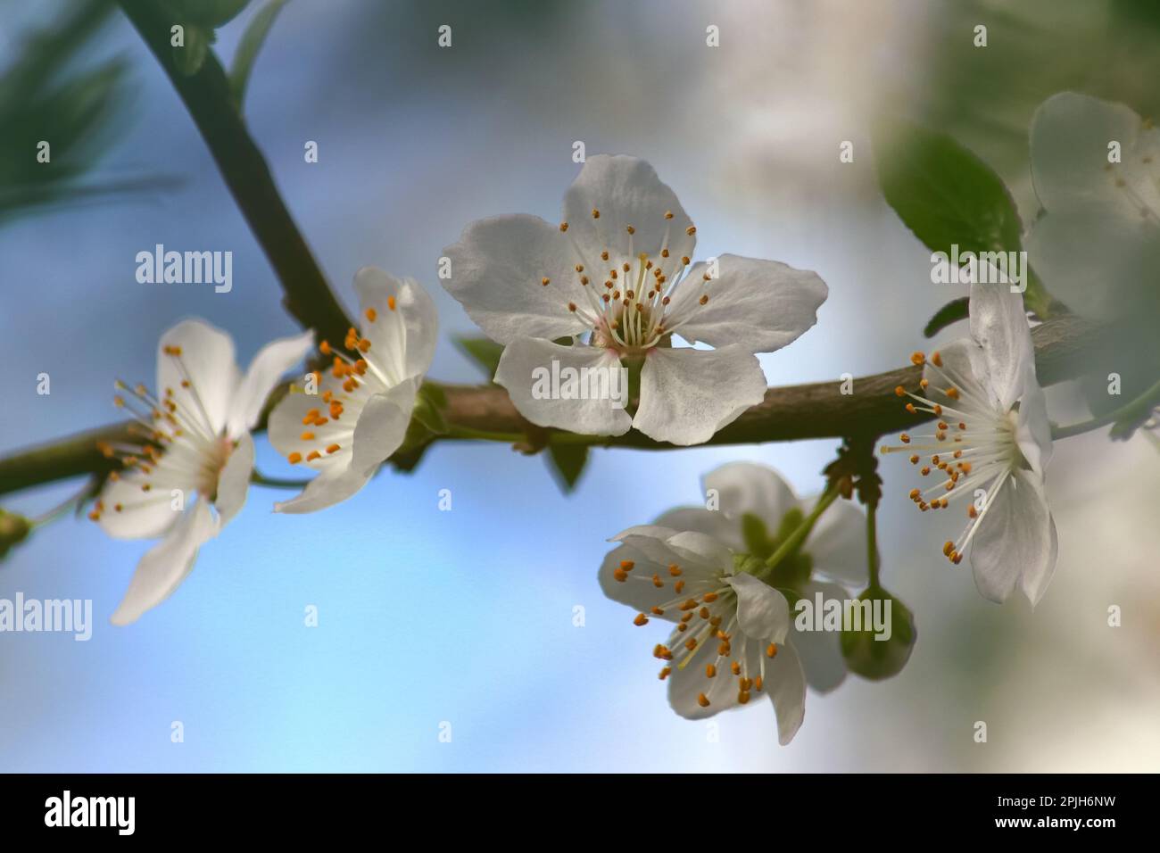 Die Kirsch- oder Apfelblüten. Sakura-Blume. Stockfoto