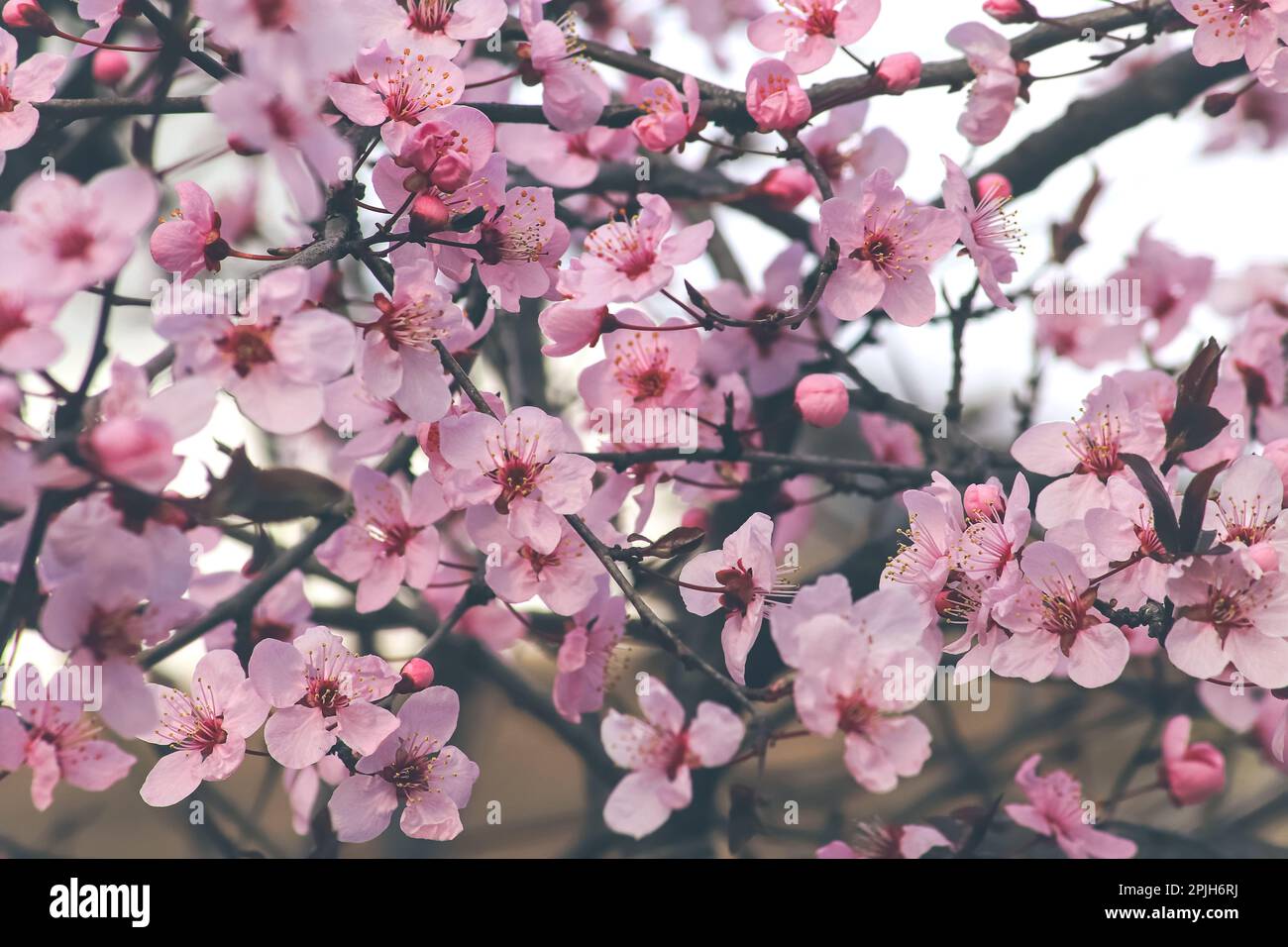 Die Kirsch- oder Apfelblüten. Sakura-Blume. Stockfoto