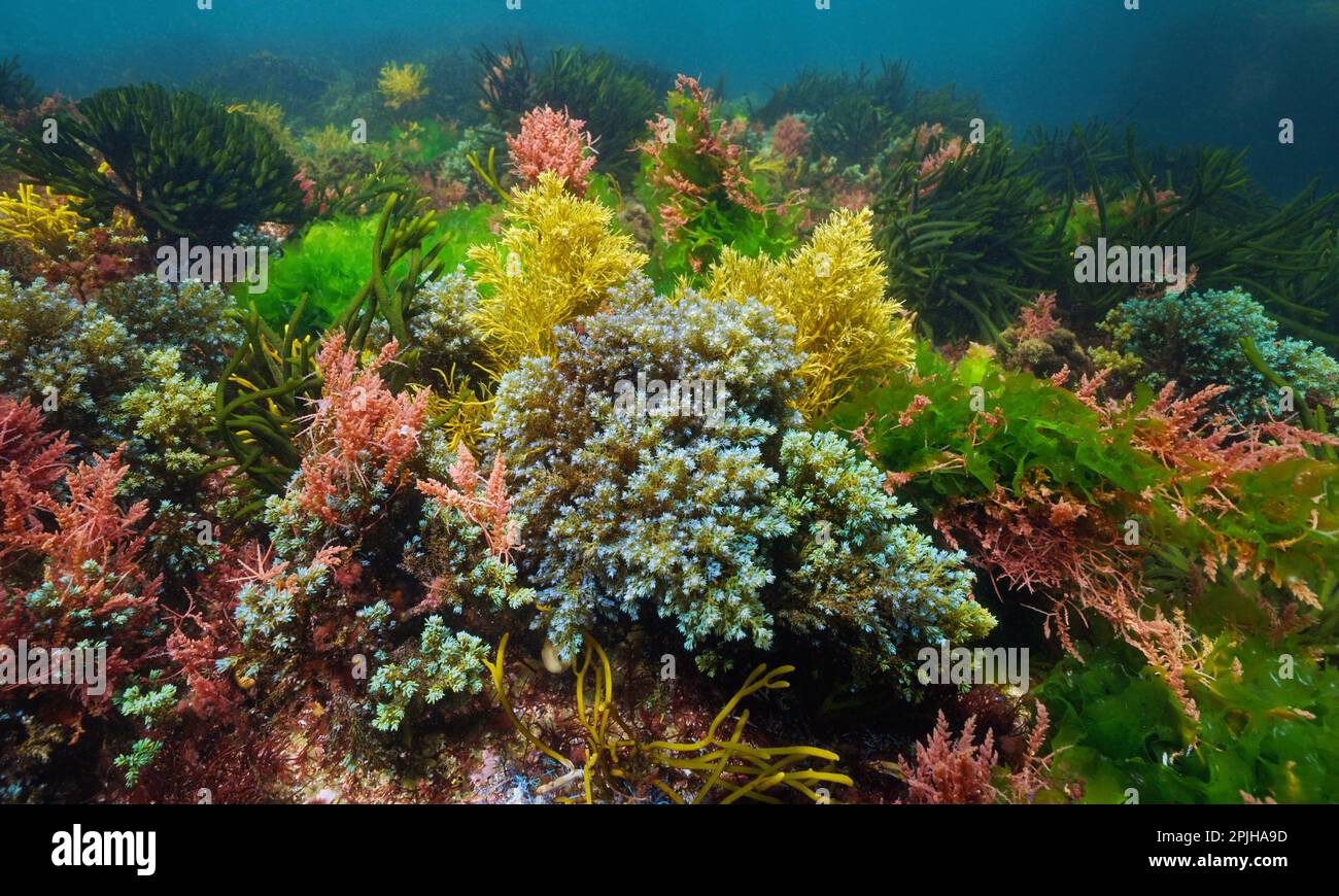 Verschiedene Meeresalgenfarben unter Wasser im Meer, Atlantik, Naturszene, Spanien, Galicien Stockfoto