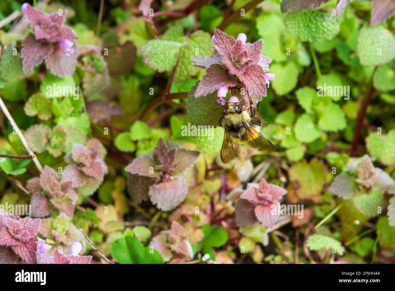 Eine Hummelbiene (Bombus, wahrscheinlich Bombus Flavifrons) mit ihrem Kopf in der Blume einer lila, toten Brennnessel (Lamium purpureum), ein wichtiger Frühblüter. Stockfoto