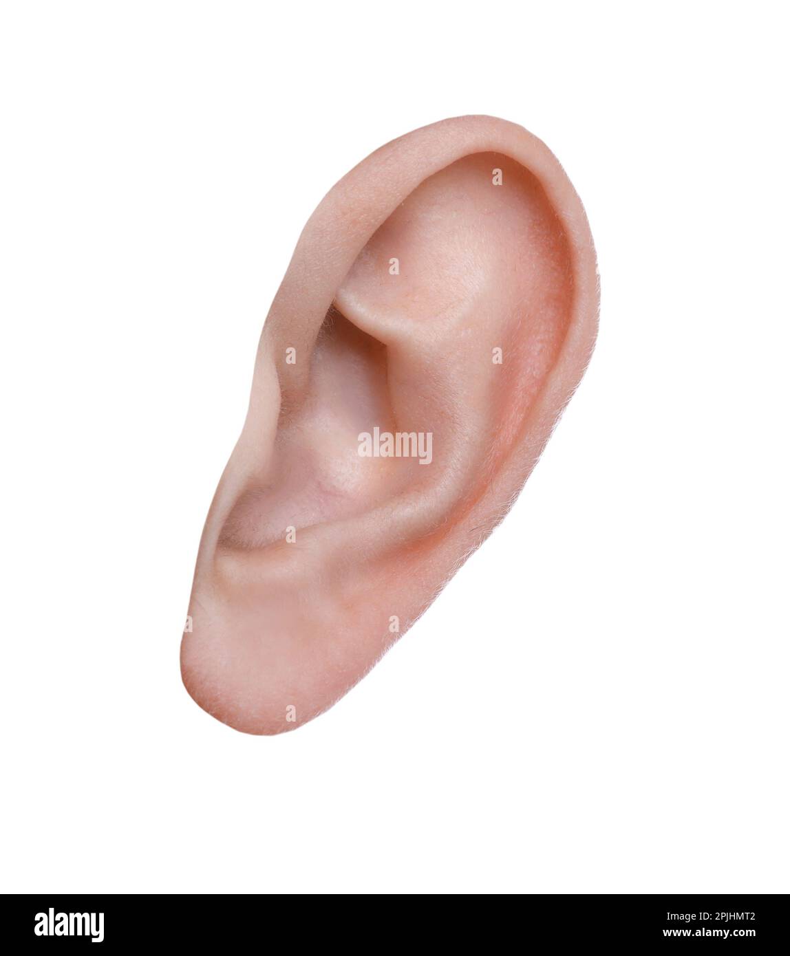 Menschliches Ohr auf weiß isoliert. Organ des Hörens und des Gleichgewichts Stockfoto