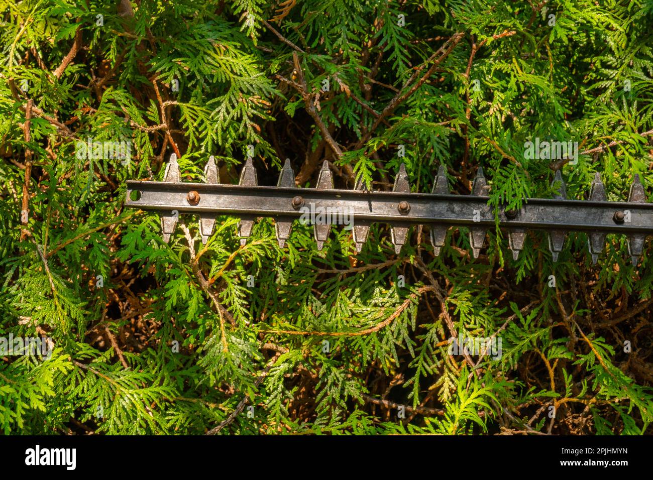 Thuja-Brabant-Schnitt. ste schneiden, eine lebende grne Hecke. Der  Gartentrimmer schneidet eine Thuja-Hecke. Pflanzenbildung und  Sanitrschnitt der Pflanzen Stockfotografie - Alamy