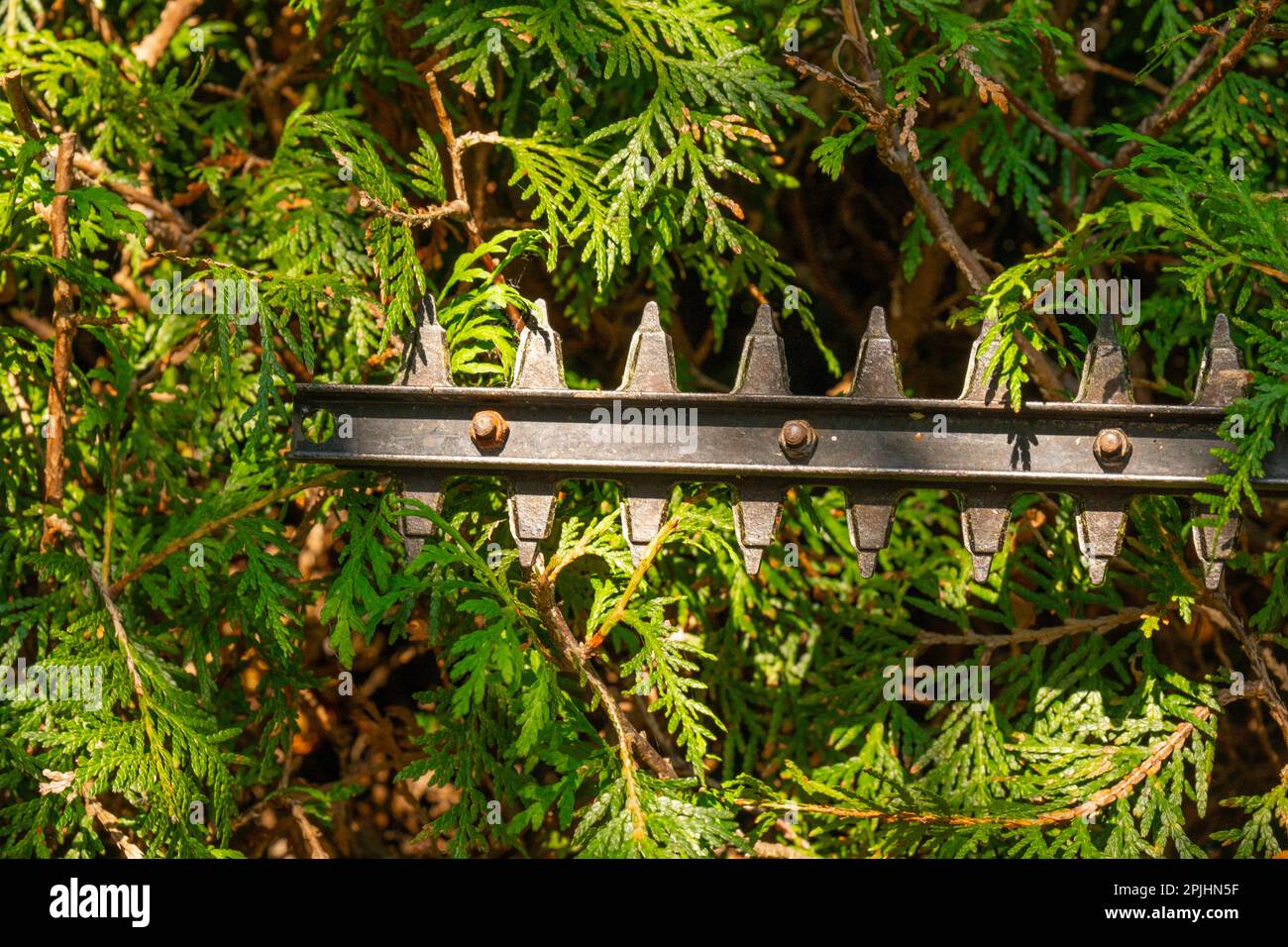 Thuja pruning.brush-Frser, der ste schneidet, eine lebende grne Hecke.  Der Gartentrimmer schneidet eine Hecke Thuja. Pflanzenbildung und  Sanitrschnitt Stockfotografie - Alamy