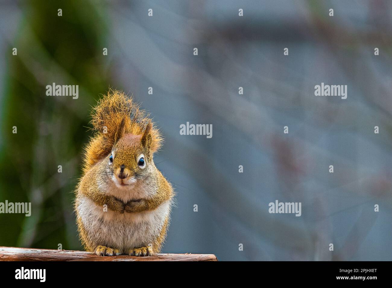 Ein rotes Eichhörnchen in einem Hinterhof. In Kanada sind die meisten Eichhörnchen schwarz gefärbt. Stockfoto