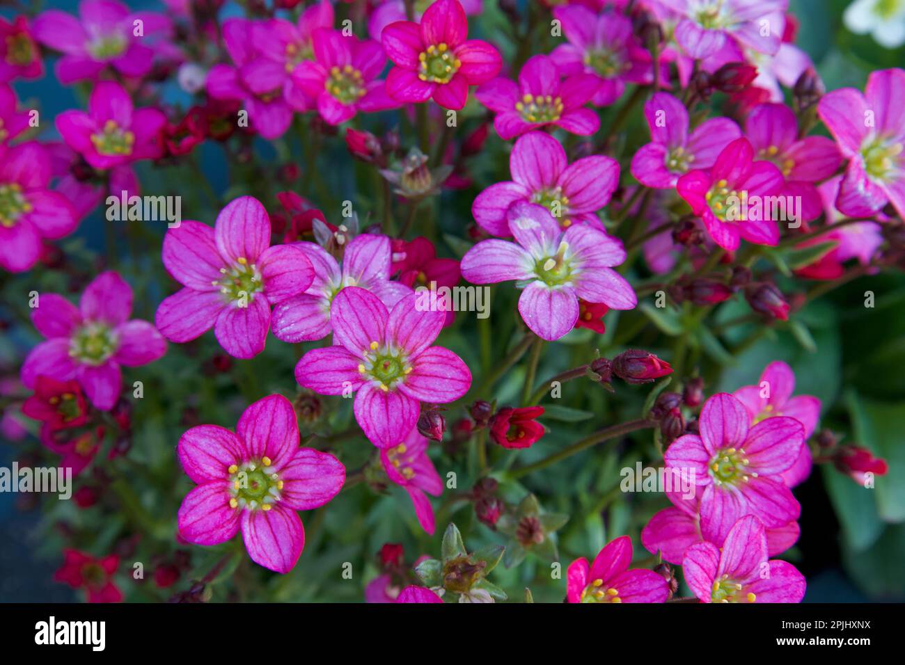 Saxifraga (Saxifraga Arendsii Rose Robe) Oft Moss Saxifraga oder Mossy Saxifrage genannt. Stockfoto