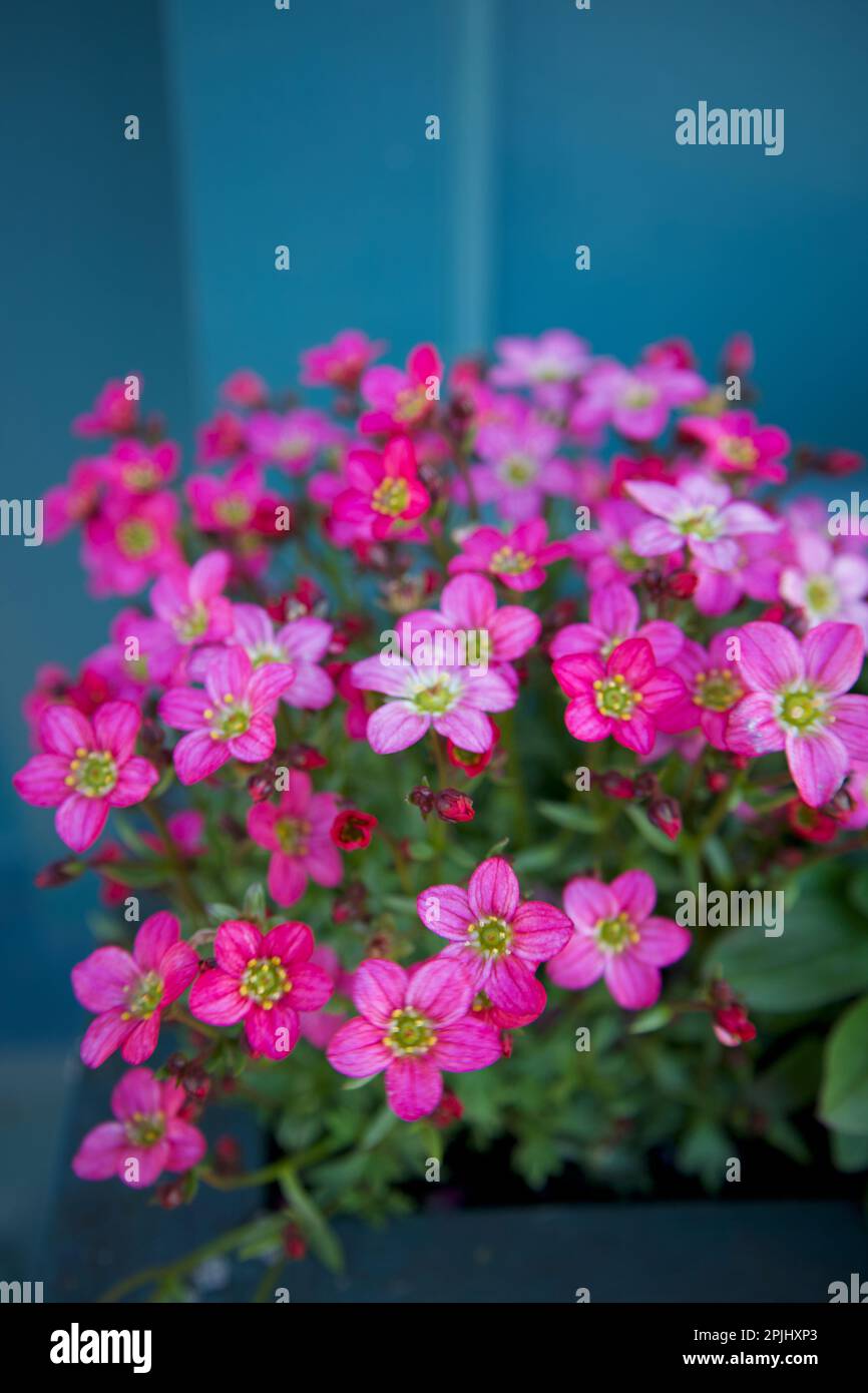 Saxifraga (Saxifraga Arendsii Rose Robe) Oft Moss Saxifraga oder Mossy Saxifrage genannt. Stockfoto