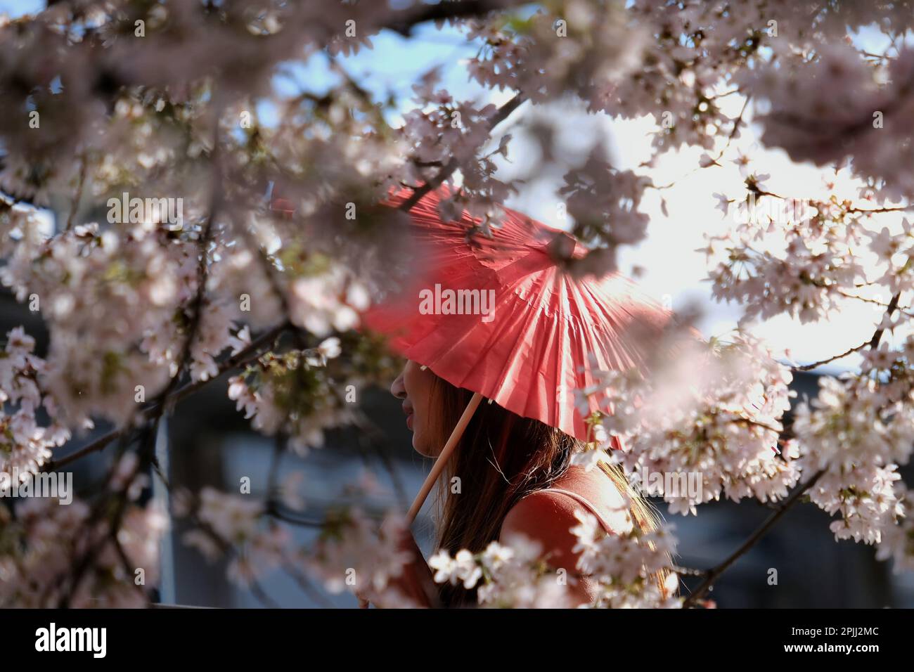 London, Großbritannien. 2. April 2023. Besucher des Swiss Cottage genießen es, Fotos zu machen, und machen Sie das Beste aus einem sonnigen Nachmittag inmitten der Kirschblüte, während die Bäume in voller Blüte erblühen. Die japanische Kirsche, auch bekannt als Sakura, hat eine florierende Blütezeit und hat in den letzten Jahren in London begeistert die Blüten gewürdigt, da Touristen, Einheimische und Studenten in Gegenden mit den Bäumen schwärmen. Kredit: Elfte Stunde Fotografie/Alamy Live News Stockfoto
