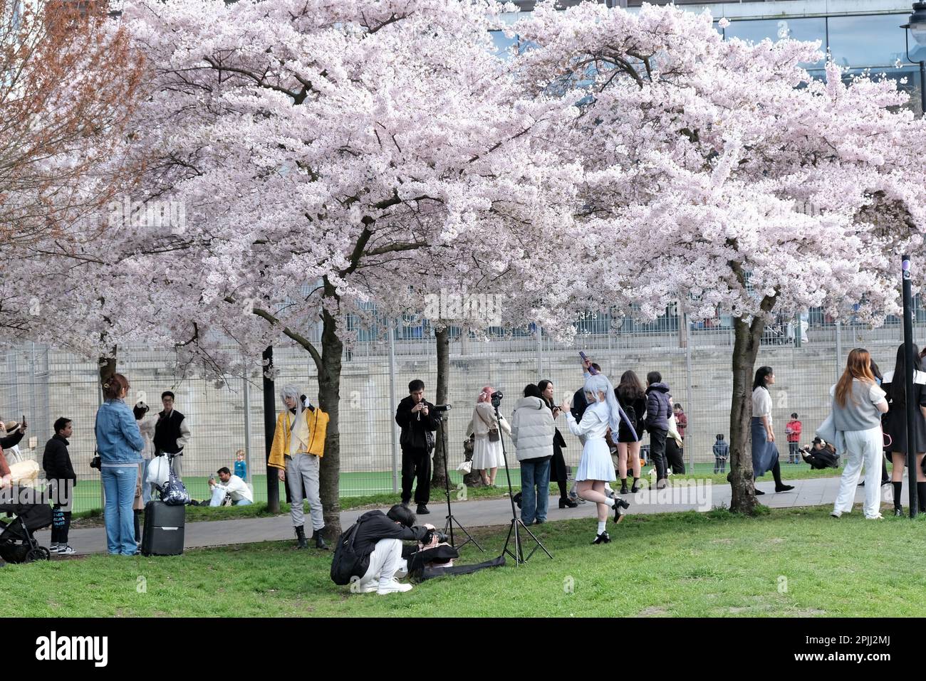 London, Großbritannien. 2. April 2023. Besucher des Swiss Cottage genießen es, Fotos zu machen, und machen Sie das Beste aus einem sonnigen Nachmittag inmitten der Kirschblüte, während die Bäume in voller Blüte erblühen. Die japanische Kirsche, auch bekannt als Sakura, hat eine florierende Blütezeit und hat in den letzten Jahren in London begeistert die Blüten gewürdigt, da Touristen, Einheimische und Studenten in Gegenden mit den Bäumen schwärmen. Kredit: Elfte Stunde Fotografie/Alamy Live News Stockfoto
