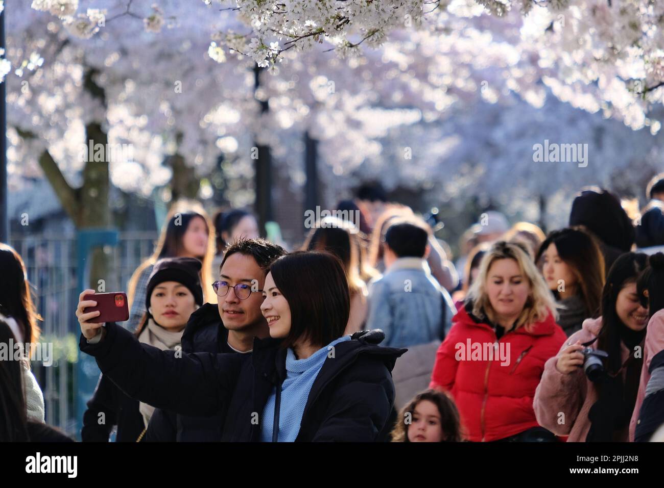 London, Großbritannien. 2. April 2023. Besucher des Swiss Cottage genießen es, Fotos zu machen, und machen Sie das Beste aus einem sonnigen Nachmittag inmitten der Kirschblüte, während die Bäume in voller Blüte erblühen. Die japanische Kirsche, auch bekannt als Sakura, hat eine florierende Blütezeit und hat in den letzten Jahren in London begeistert die Blüten gewürdigt, da Touristen, Einheimische und Studenten in Gegenden mit den Bäumen schwärmen. Kredit: Elfte Stunde Fotografie/Alamy Live News Stockfoto