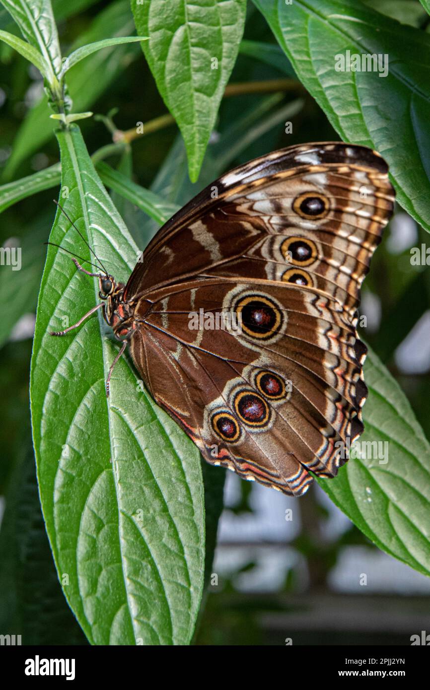 Ein blauer Morpho-Schmetterling bei Magic Wings in Deerfield, MA - Flügel geschlossen Stockfoto