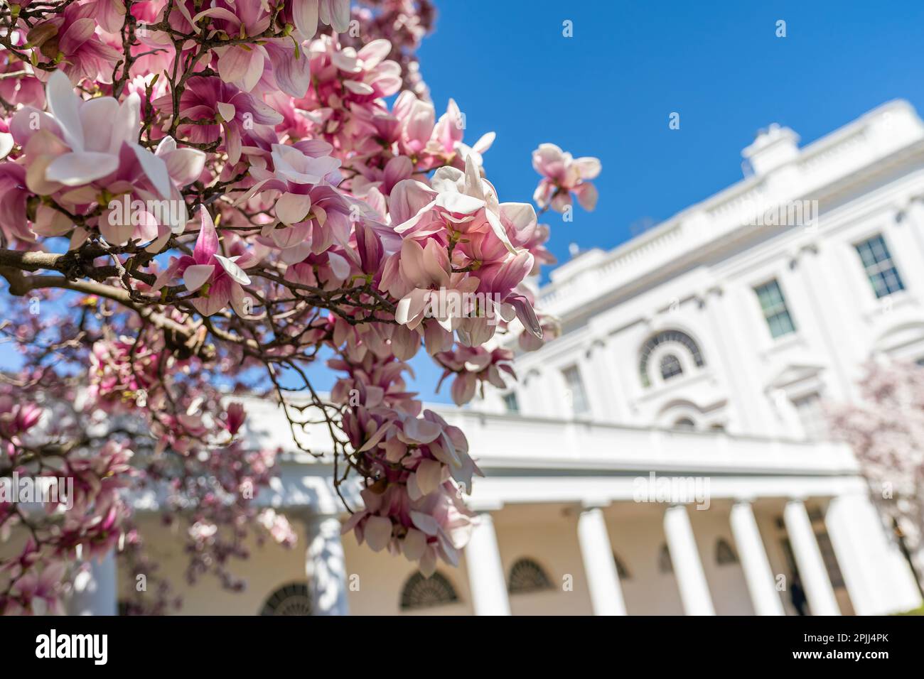 Magnolienbaumblüten werden am Freitag, den 26. März 2021, im Rosengarten des Weißen Hauses gesehen. (Offizielles Foto des Weißen Hauses von Adam Schultz) Stockfoto
