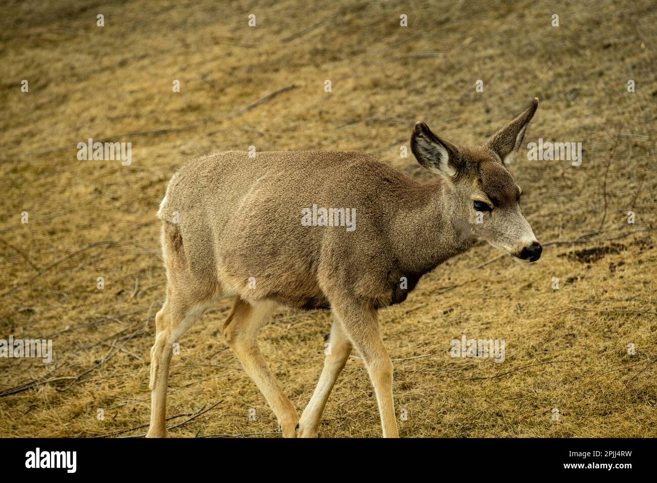 Maultier-Besuch Stockfoto